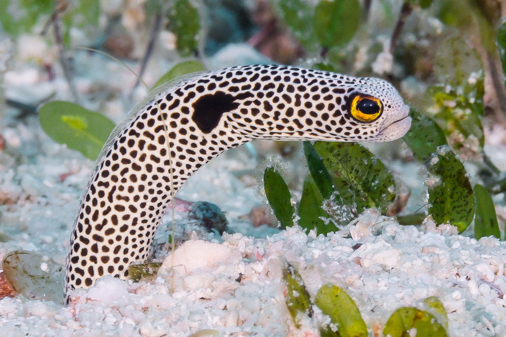 Garden eel care sale