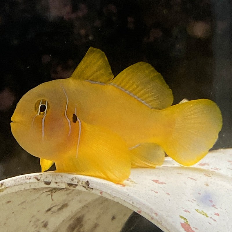 Citron Clown Goby Impact Aquariums