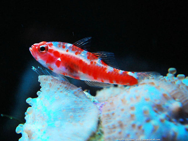 Red Spotted Pygmy Goby