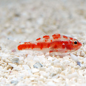 Red Spotted Pygmy Goby