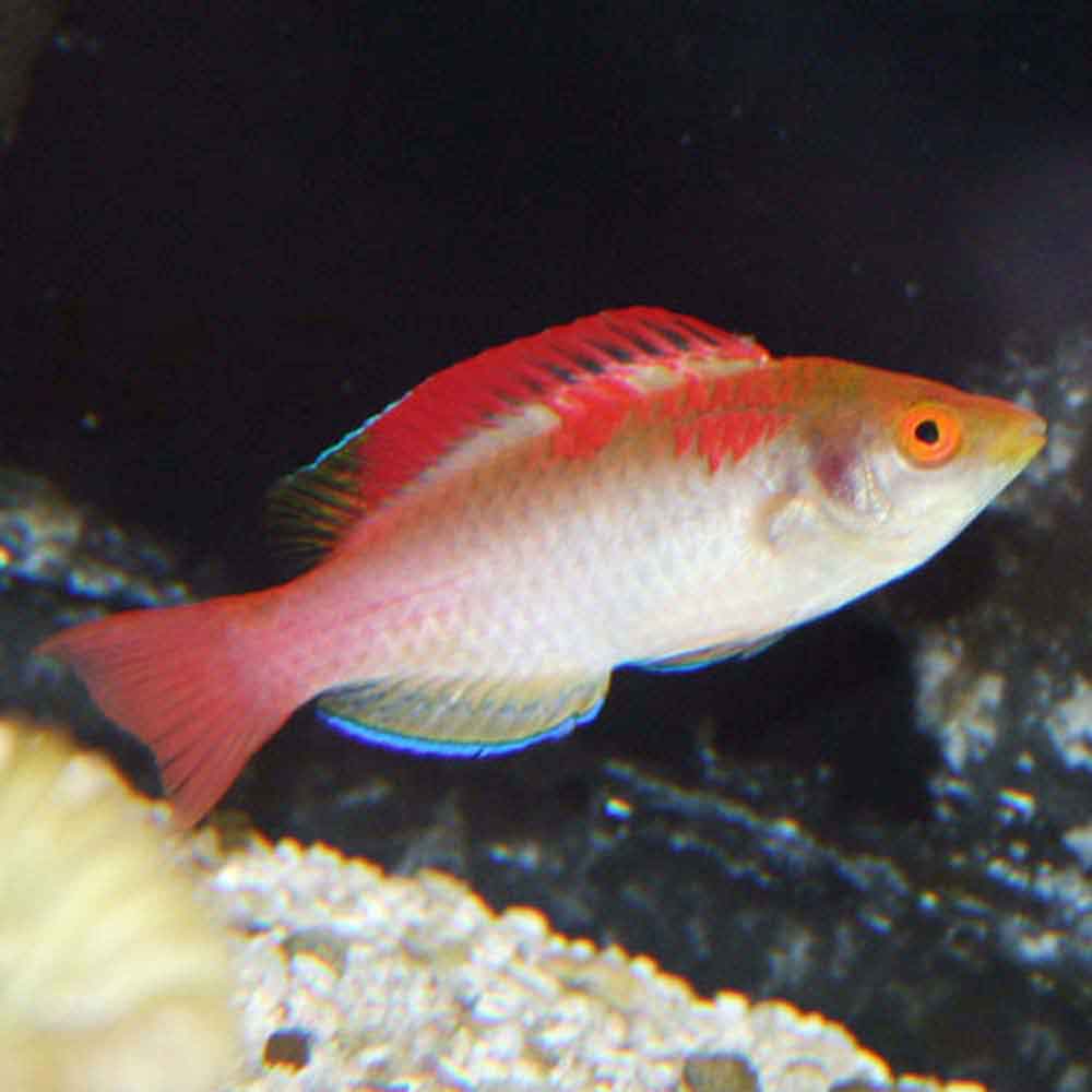 Fairy best sale wrasse care