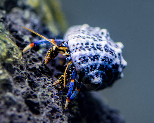Dwarf Blue Leg Hermit Crab