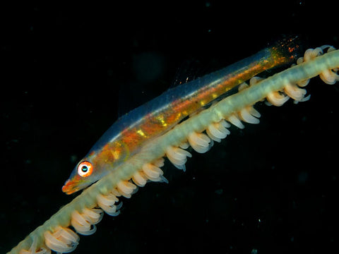 White Line Seawhip Goby