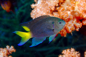 Yellowtail Damsel