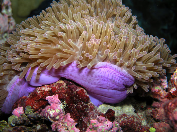 Magnifica Anemone