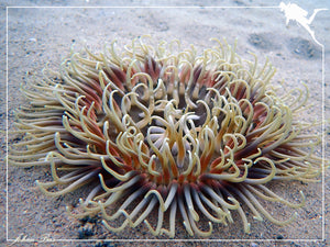 Long Tentacle Anemone