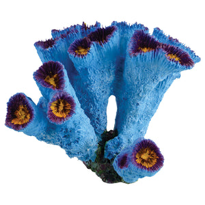 Blue Torch Coral