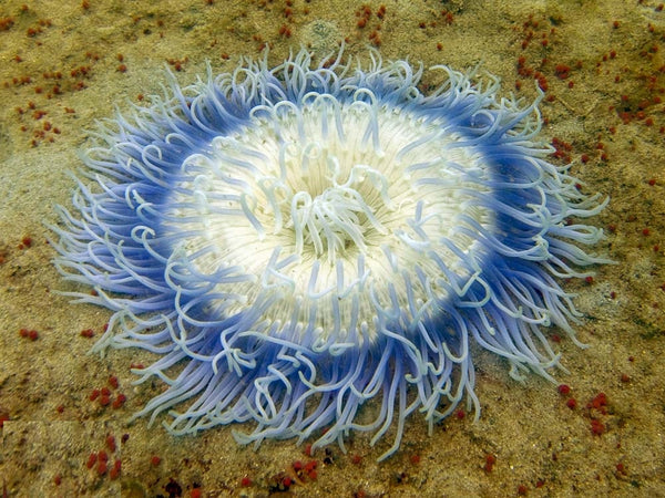 Long Tentacle Anemone