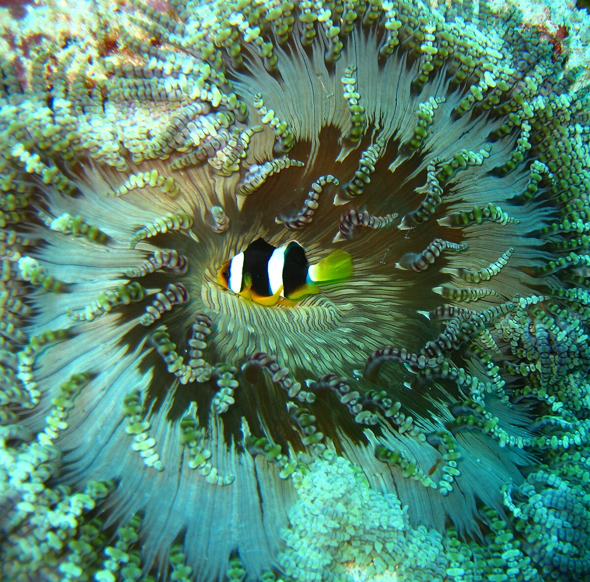 Beaded Anemone