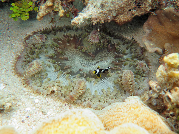 Beaded Anemone