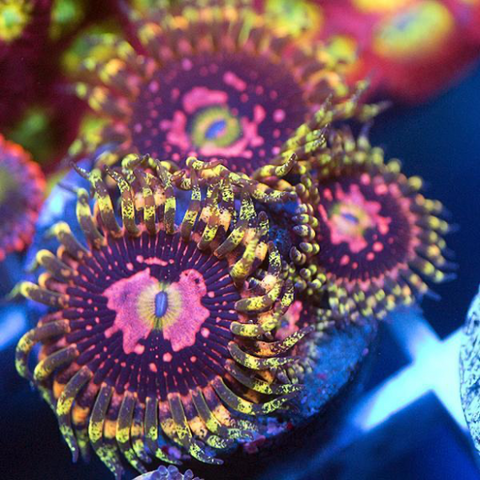 Big R Space Chaos Zoanthid Frag