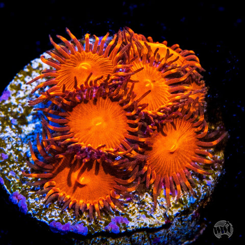 Red Hot Zoanthid Frag