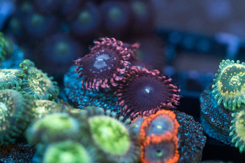 Pluto Passion Zoanthid Frag