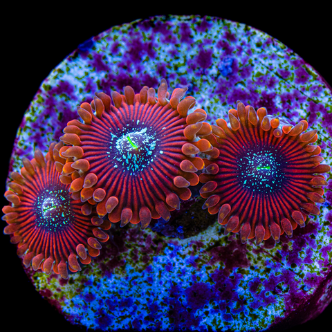 Magician Zoanthid Frag