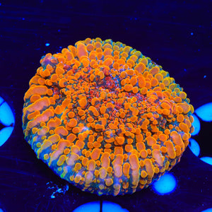 Cloudberry Chalice Frag
