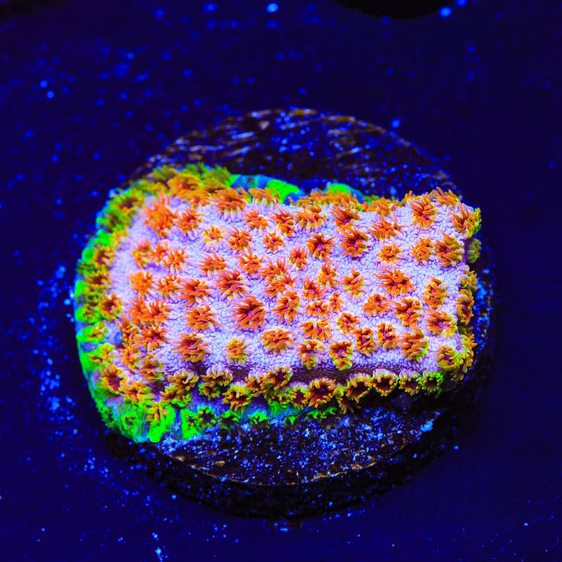 WWC Skittle Bomb Cyphastrea Frag – Impact Aquariums