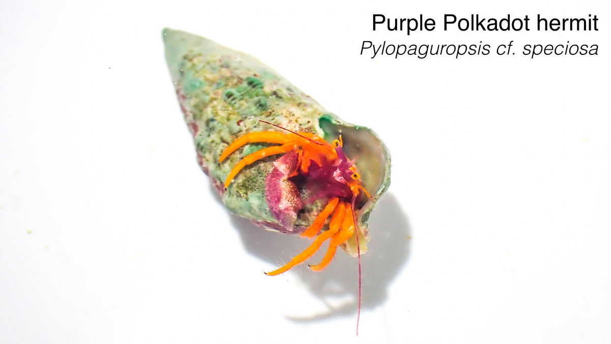 Purple Polka Dot Hermit Crab