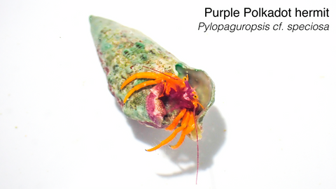 Purple Polka Dot Hermit Crab