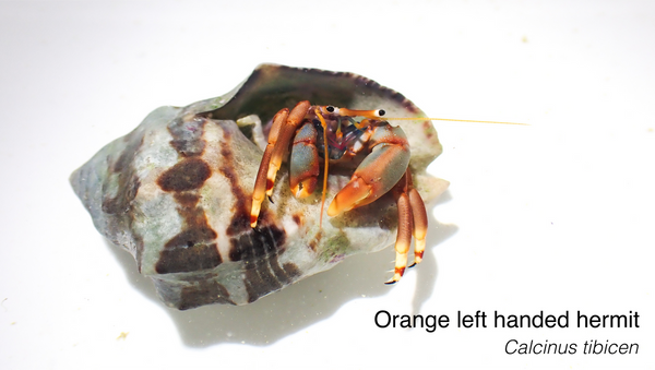 Lefthanded Orange Hermit Crab