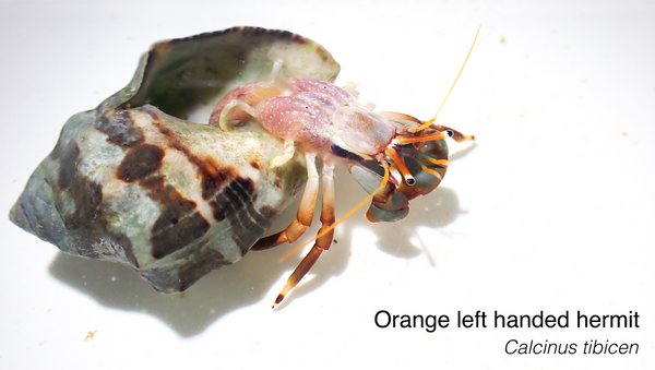 Lefthanded Orange Hermit Crab