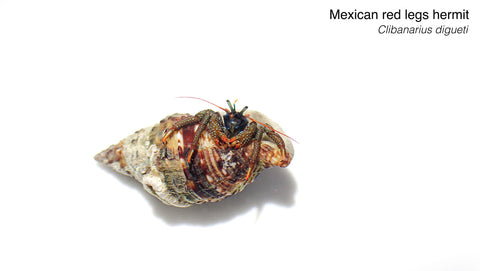 Mexican Red Leg Hermit Crab