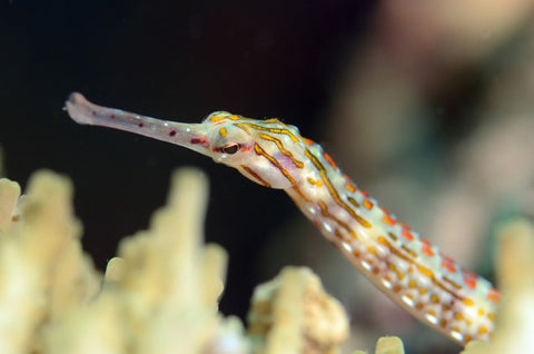 Scribbled Pipefish