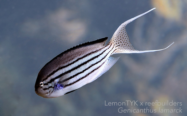 Lamarck's Angelfish - Female