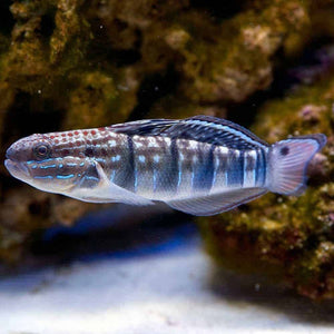 Sleeper Banded Goby