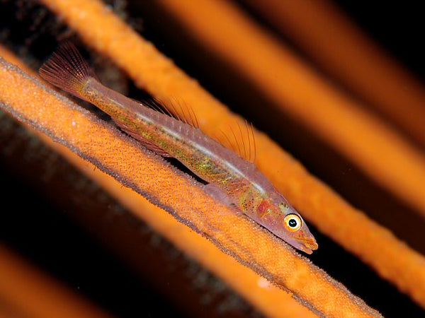 White Line Seawhip Goby