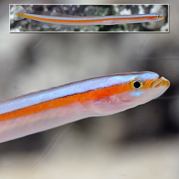Curious Wormfish Goby