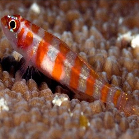 Red Striped Pygmy Goby