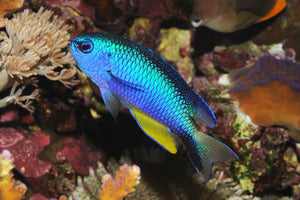 Neon Damselfish