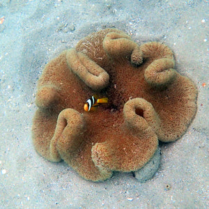 Carpet Anemone