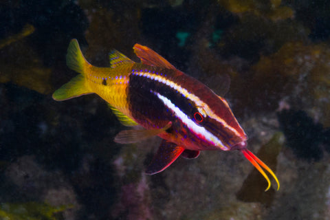 Bicolor Goatfish