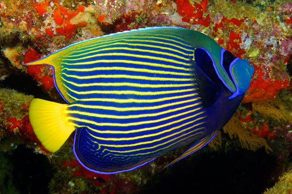 Emperor Angelfish - Juvenile