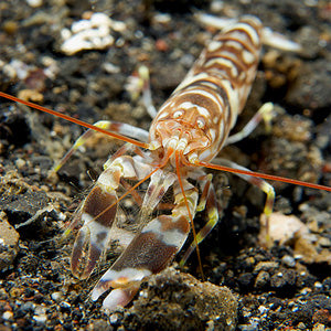 Tiger Pistol Shrimp