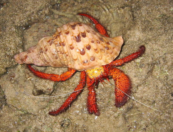 White Spot Hermit Crab