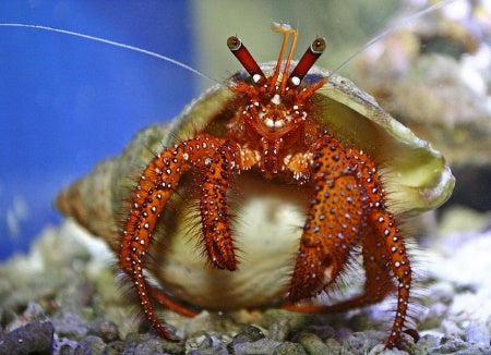White Spot Hermit Crab