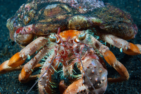 Anemone Hermit Crab
