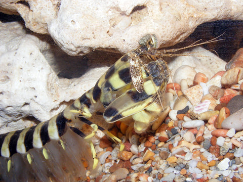 Zebra Mantis Shrimp