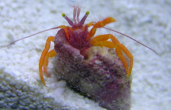 Purple Claw Orange Hermit Crab