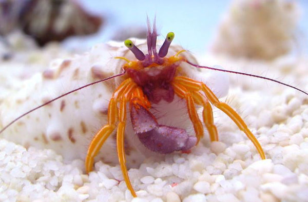 Purple Claw Orange Hermit Crab
