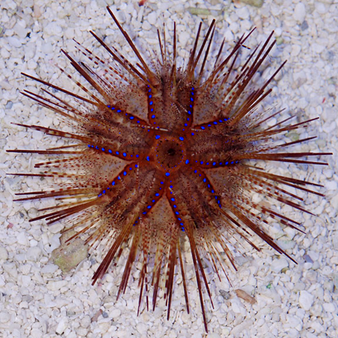 Long Spine Fire Urchin