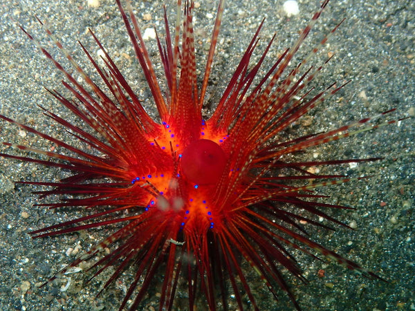Long Spine Fire Urchin