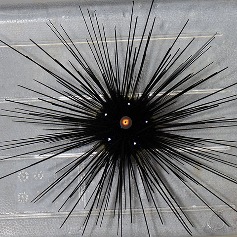 Black Long Spine Urchin