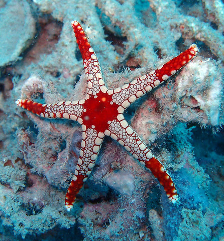 Fromia Starfish