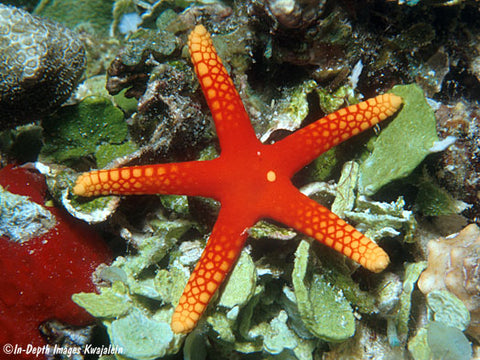 Yellow Tip Red Starfish