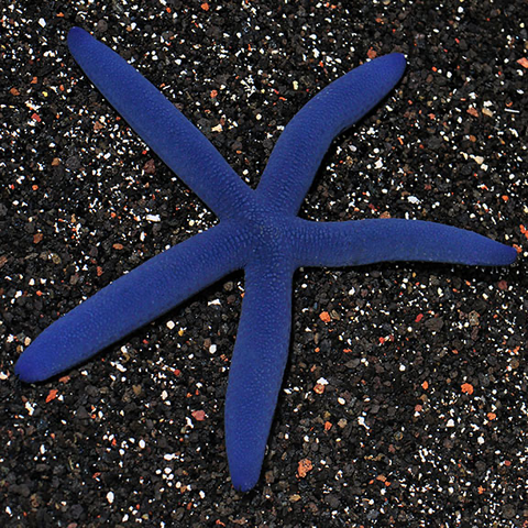 Blue Linckia Starfish