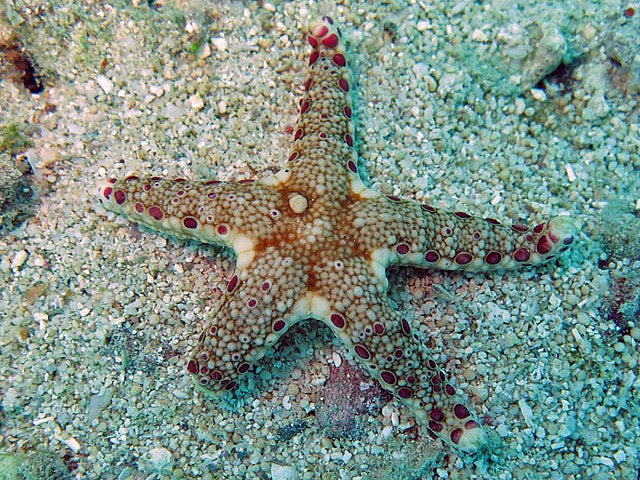 Cumings Starfish