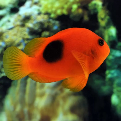 Red Saddleback Clownfish